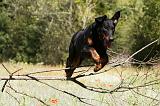 BEAUCERON 768